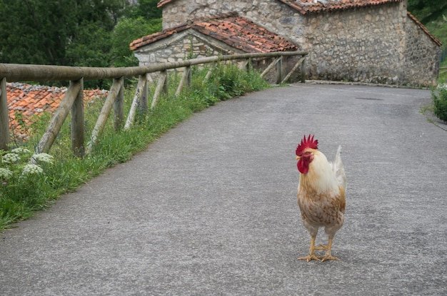 Discover chicken road oficial