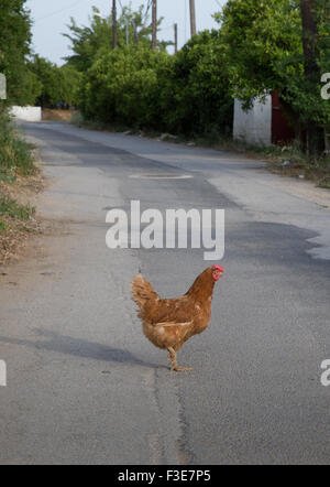 Chicken road in Spain